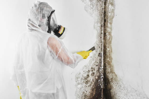 Best Commercial Mold Removal  in Poughkeepsie, NY