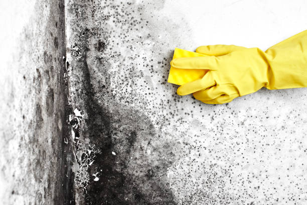 Best Home Mold Removal  in Poughkeepsie, NY