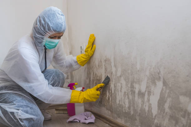 Best Mold Damage Repair  in Poughkeepsie, NY