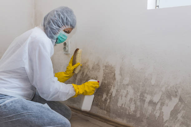 Best Toxic Mold Removal  in Poughkeepsie, NY