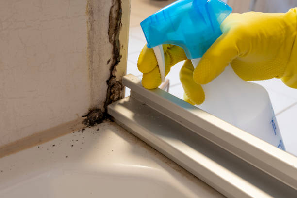 Office Mold Removal Services in Poughkeepsie, NY