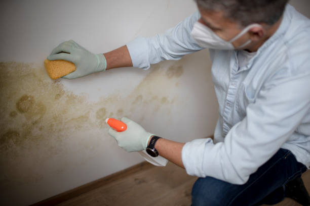 Best Commercial Mold Removal  in Poughkeepsie, NY