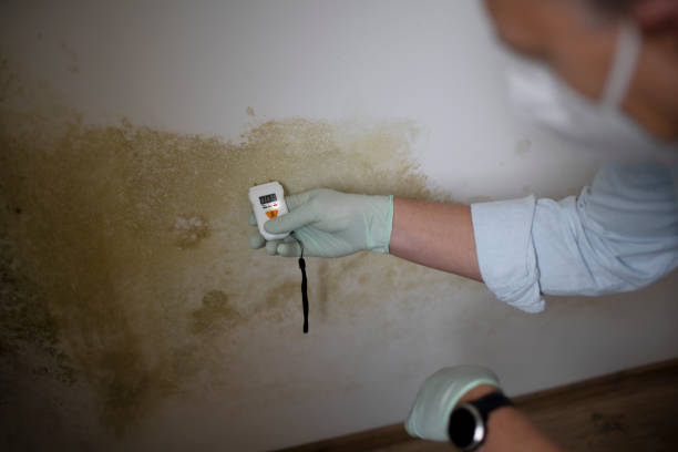 Best Emergency Mold Removal  in Poughkeepsie, NY