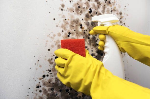 Best Mold Removal Near Me  in Poughkeepsie, NY