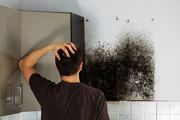 Best Professional Mold Removal  in Poughkeepsie, NY